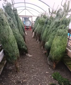 Christmas trees overstock pallets supplier