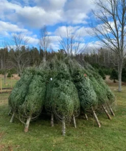 buy Christmas tree pallets Australia wholesale